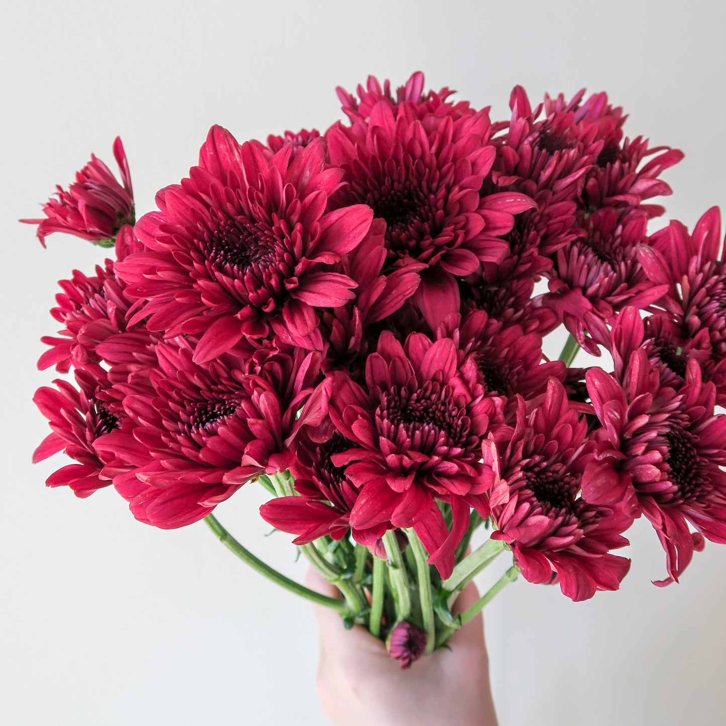 Bunch of 10 Red Spray Chrysanthemums