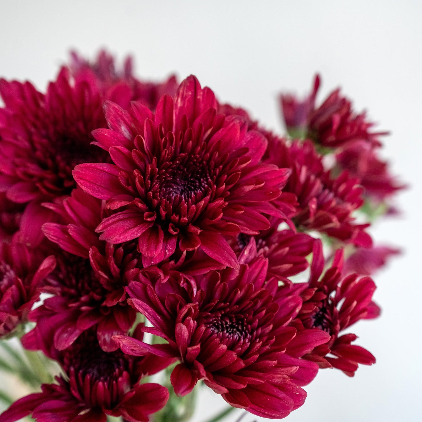 Bunch of 10 Red Spray Chrysanthemums
