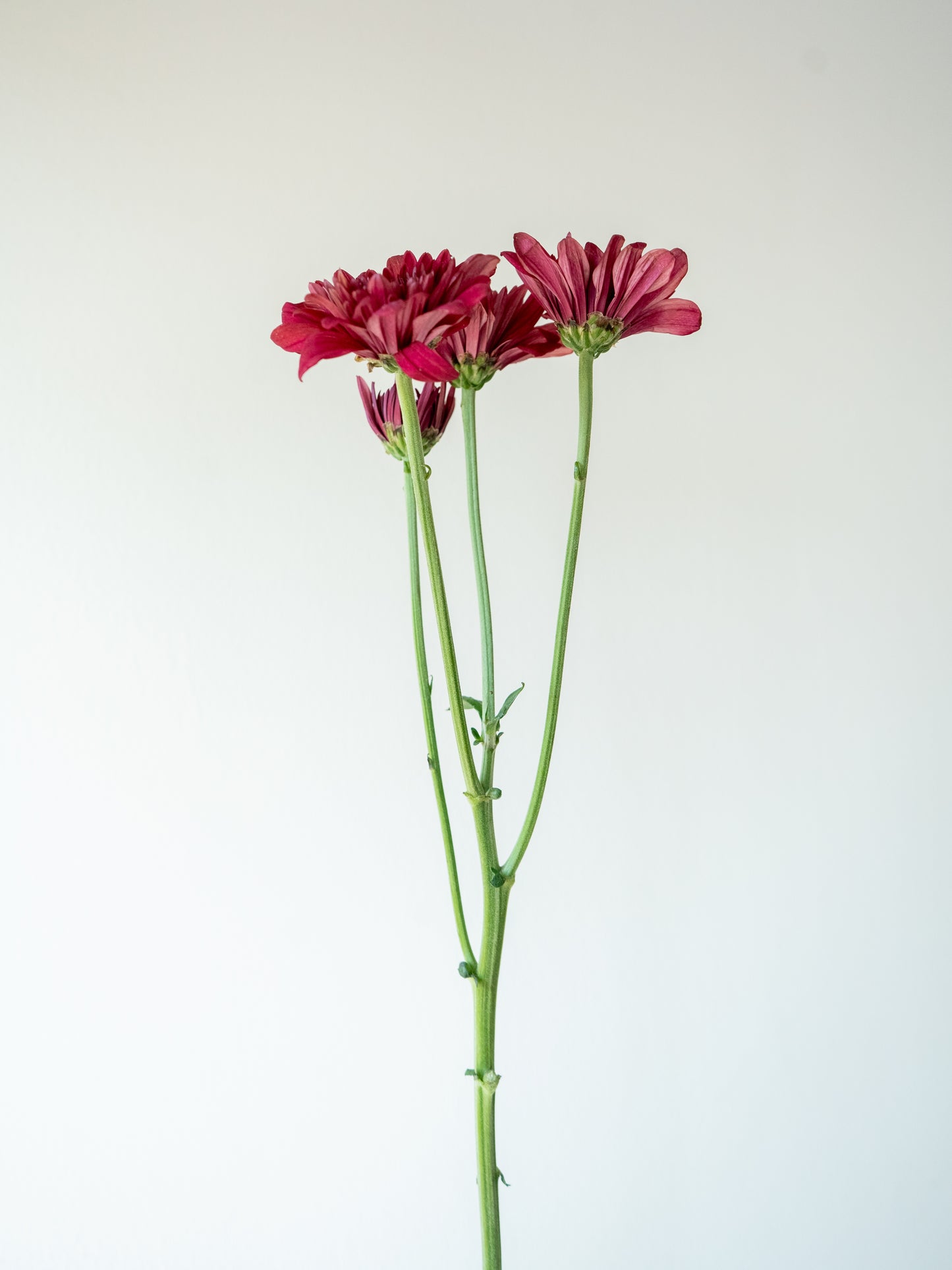 Bunch of 10 Red Spray Chrysanthemums