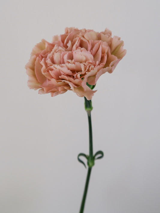 Bunch of 10 Peach Carnations
