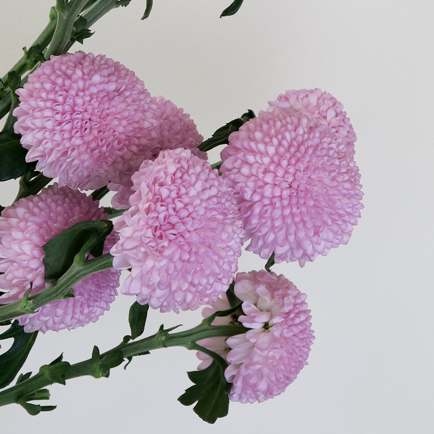 Bunch of 5 Pink Ping Pong Chrysanthemums