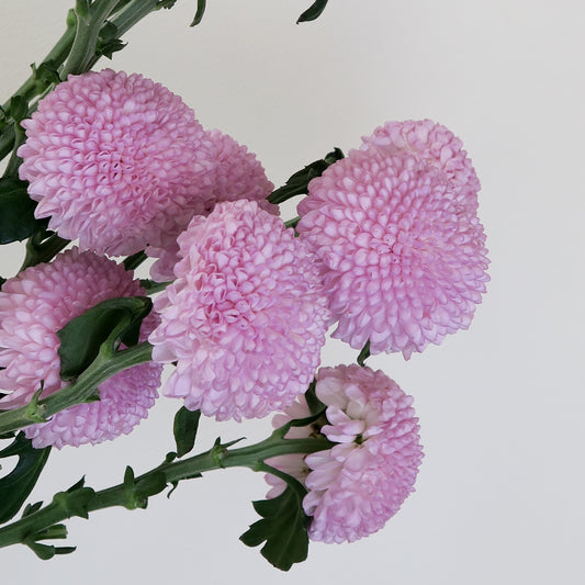 Bunch of 5 Pink Ping Pong Chrysanthemums