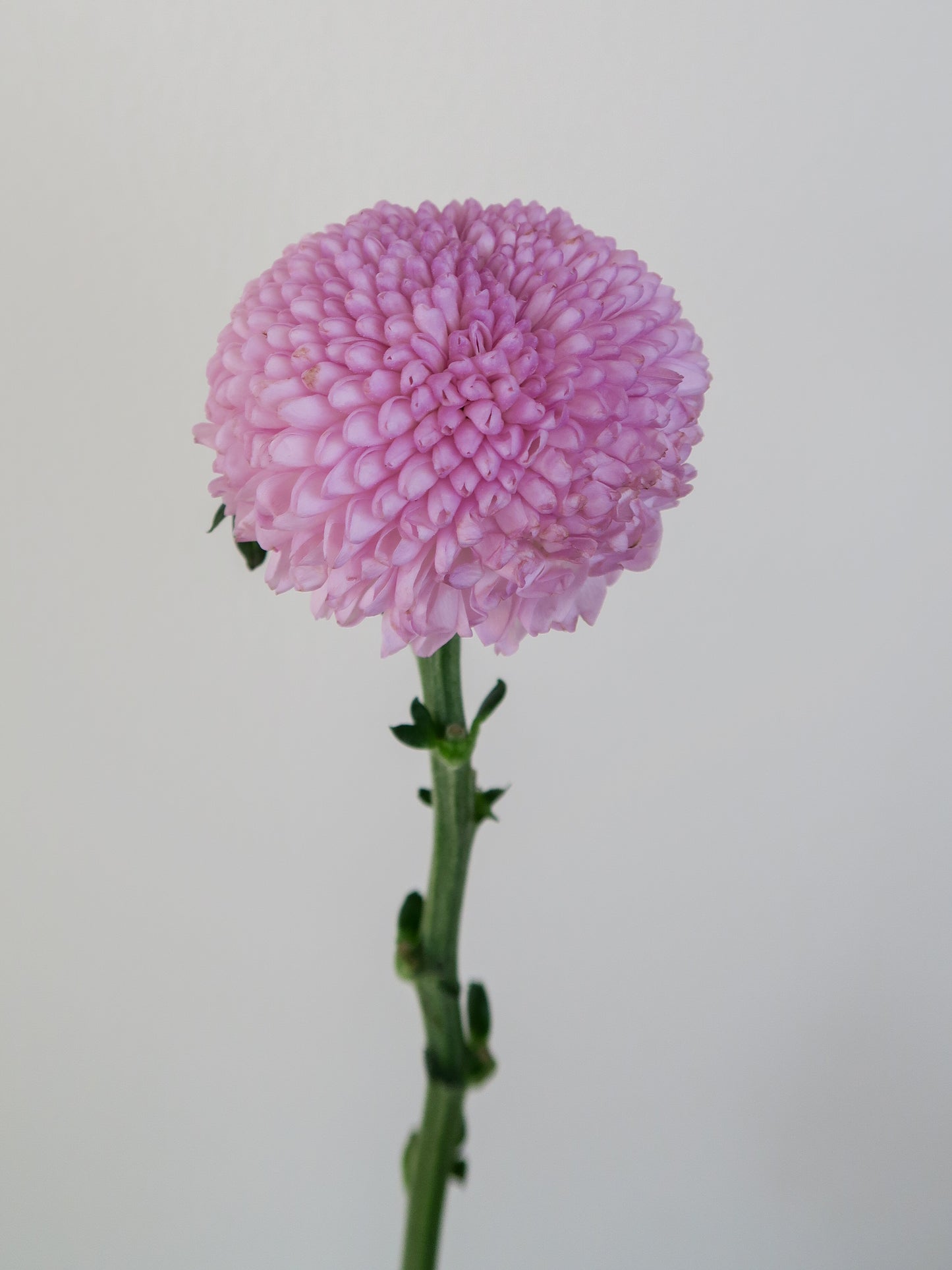 Bunch of 5 Pink Ping Pong Chrysanthemums