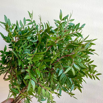 Bunch of Pistacia