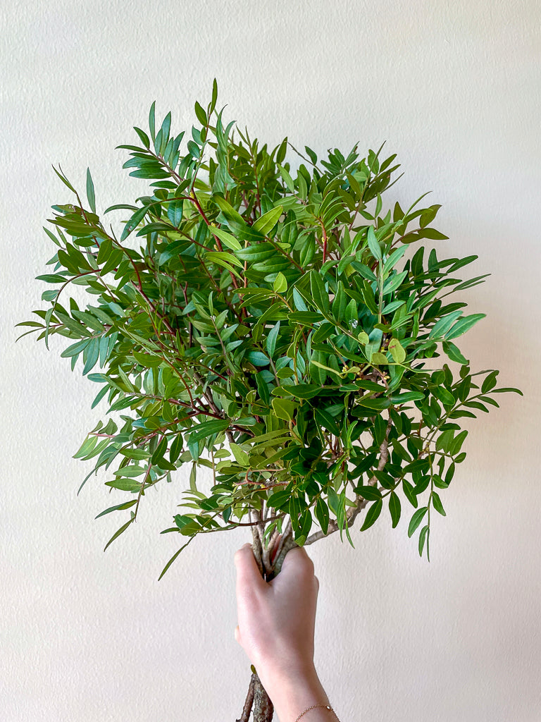 Bunch of Pistacia