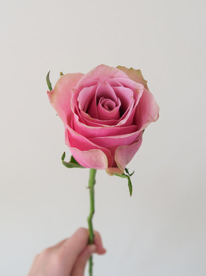 Bunch of 10 Pink Roses