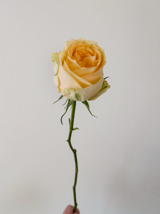 Bunch of 10 Peach Roses