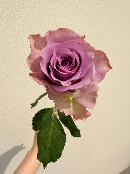 Bunch of 10 Roses Purple