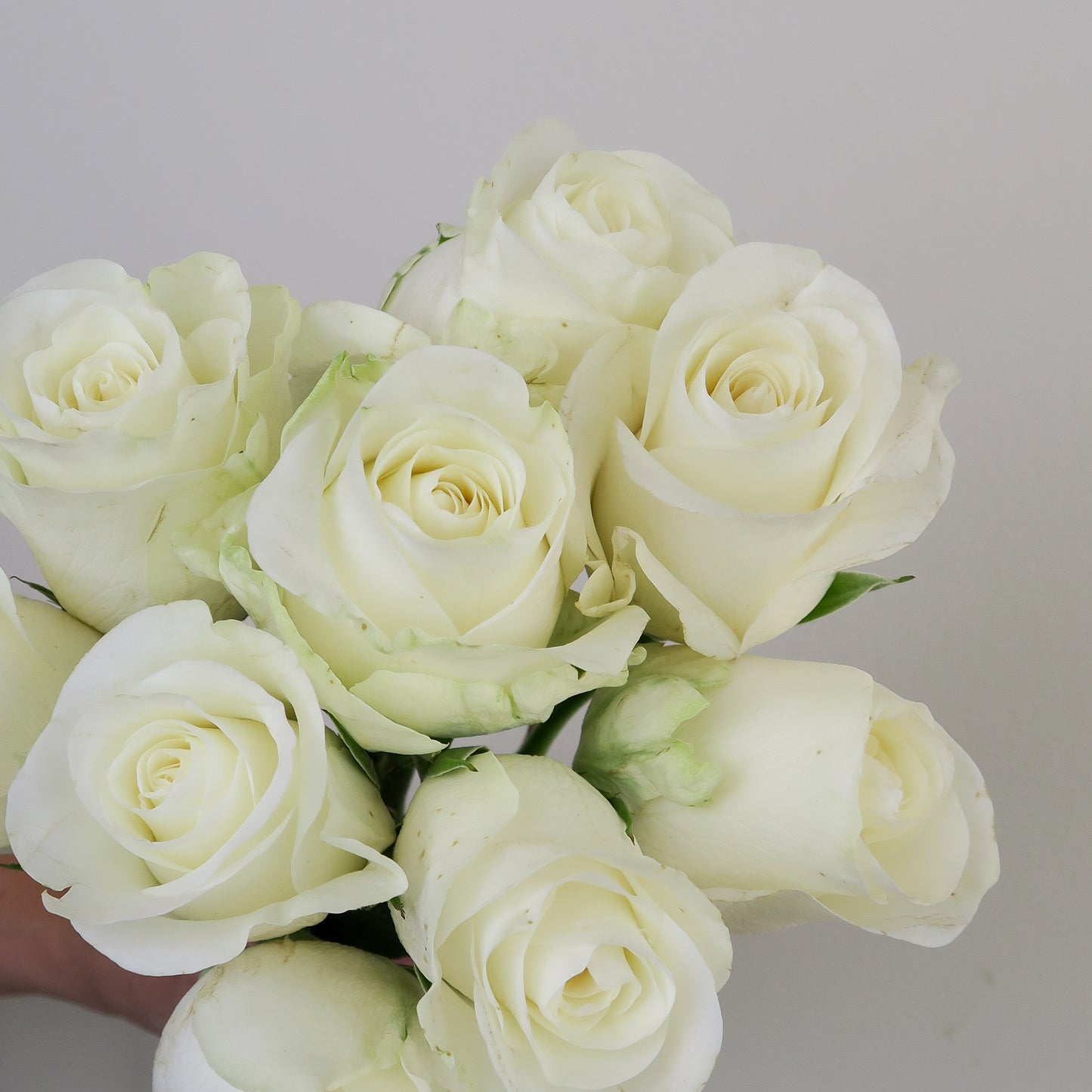 Bunch of 10 Beluga White Roses