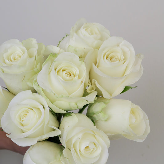 Bunch of 10 Beluga White Roses