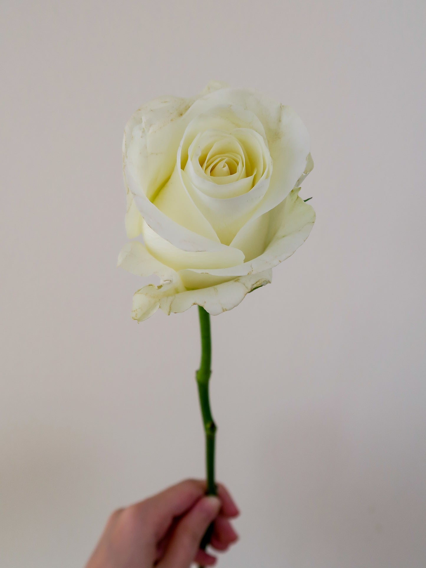 Bunch of 10 Beluga White Roses