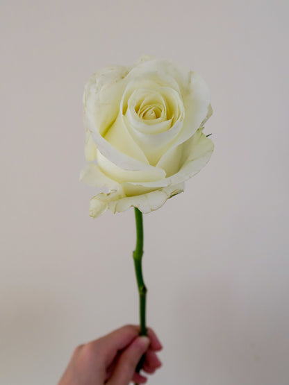 Bunch of 10 Beluga White Roses