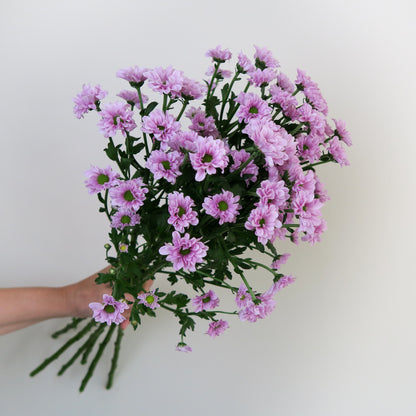Bunch of 10 Pink Santini Chrysanthemums