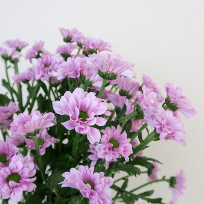 Bunch of 10 Pink Santini Chrysanthemums