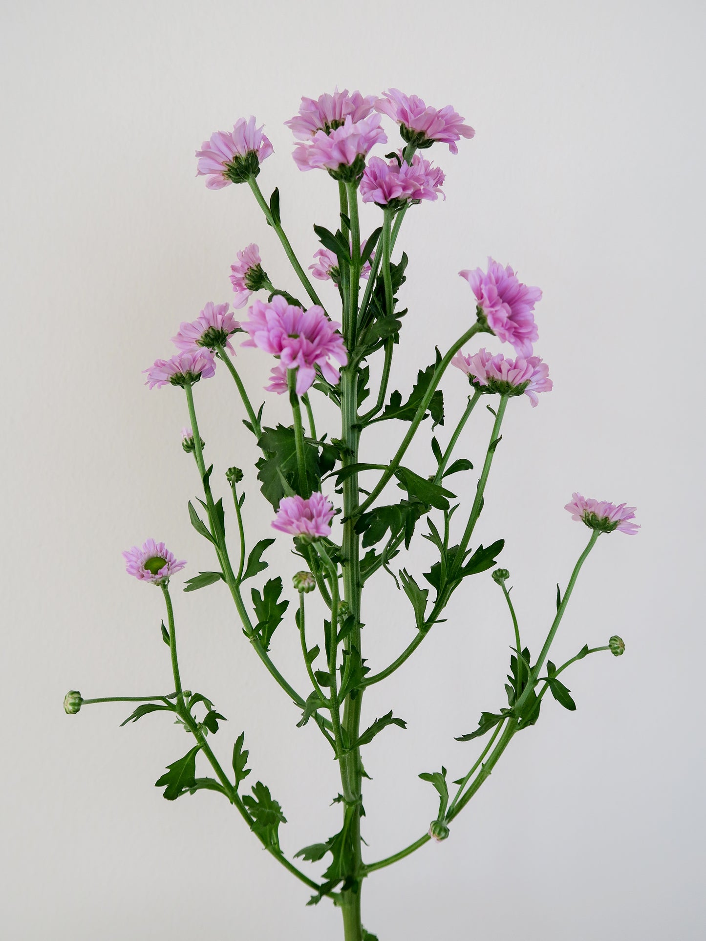 Bunch of 10 Pink Santini Chrysanthemums