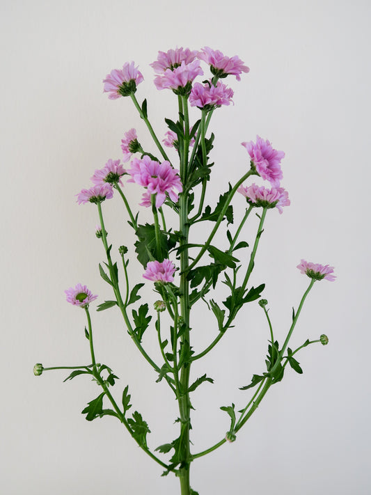 Bunch of 10 Pink Santini Chrysanthemums