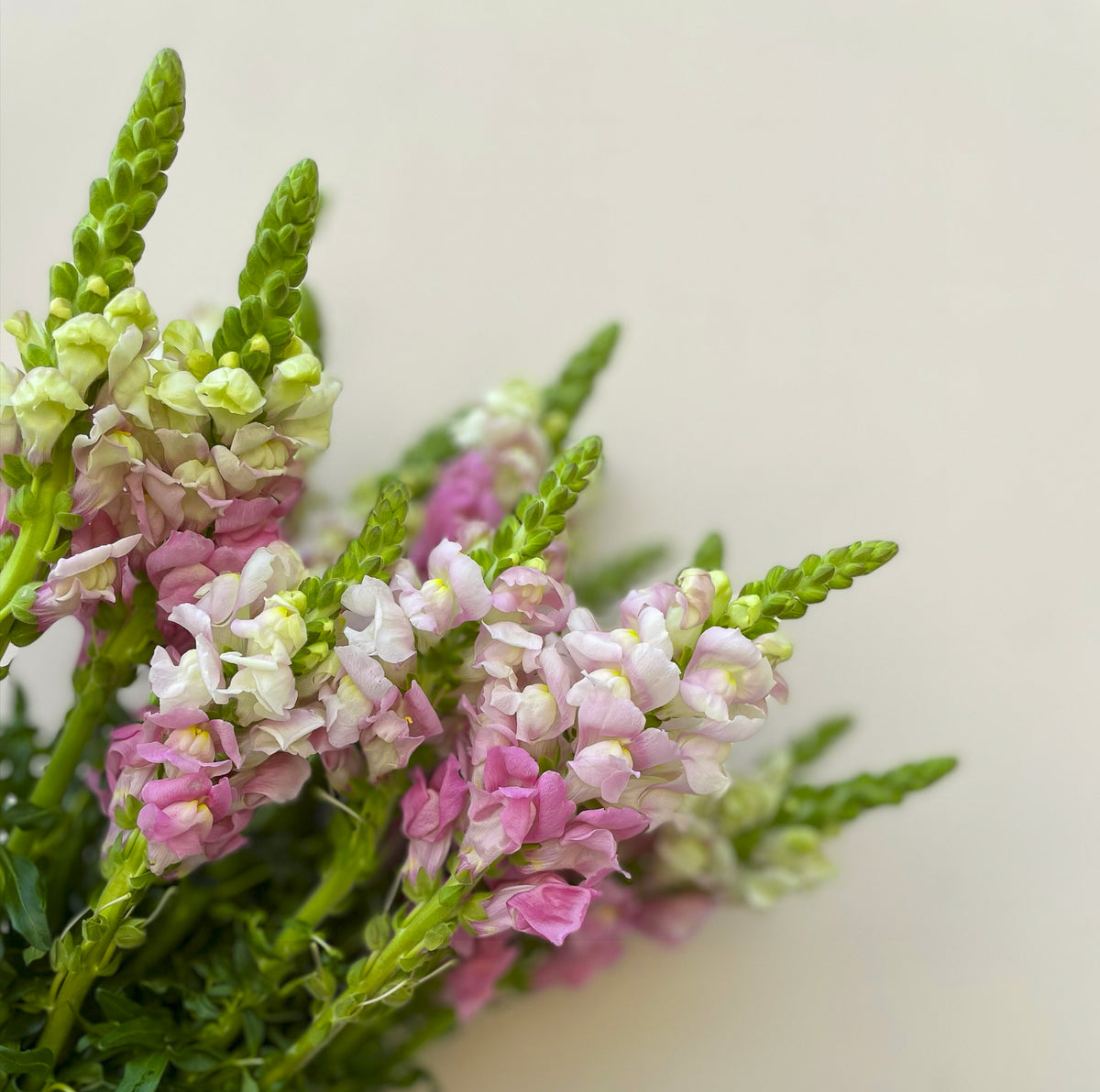 Bunch of 10 Snapdragon Pink