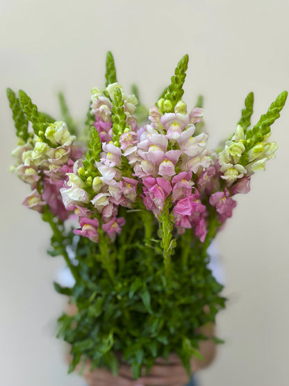 Bunch of 10 Snapdragon Pink