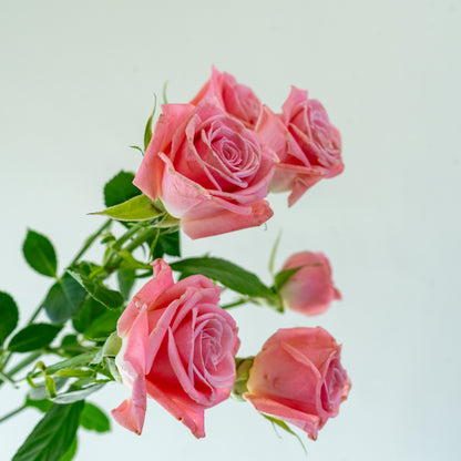 Bunch of 10 Pink Spray Roses