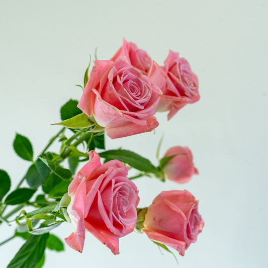 Bunch of 10 Pink Odilia Spray Roses