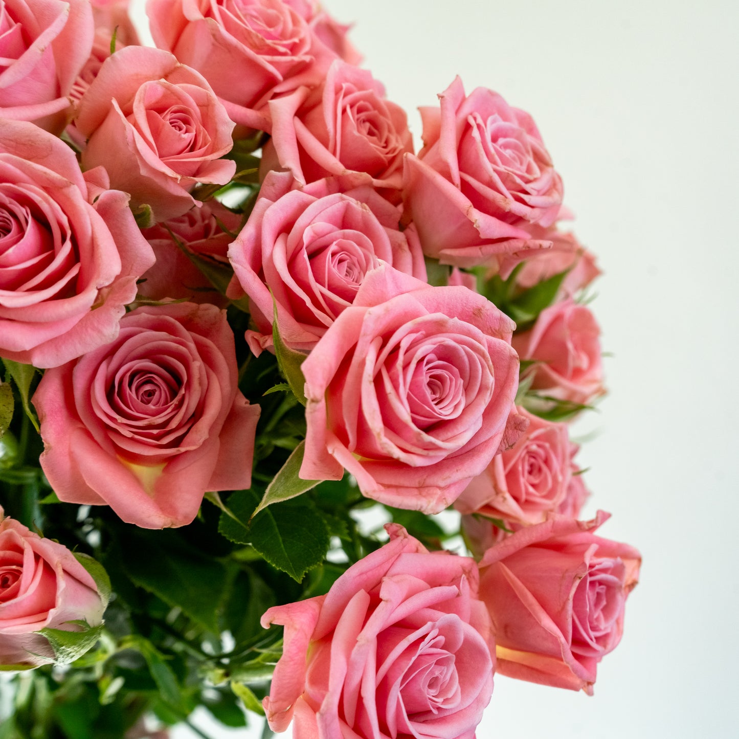 Bunch of 10 Pink Spray Roses