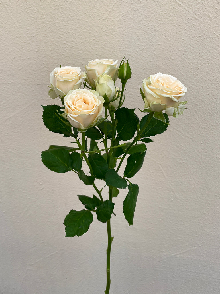Bunch of 10 Pale Yellow Spray Roses