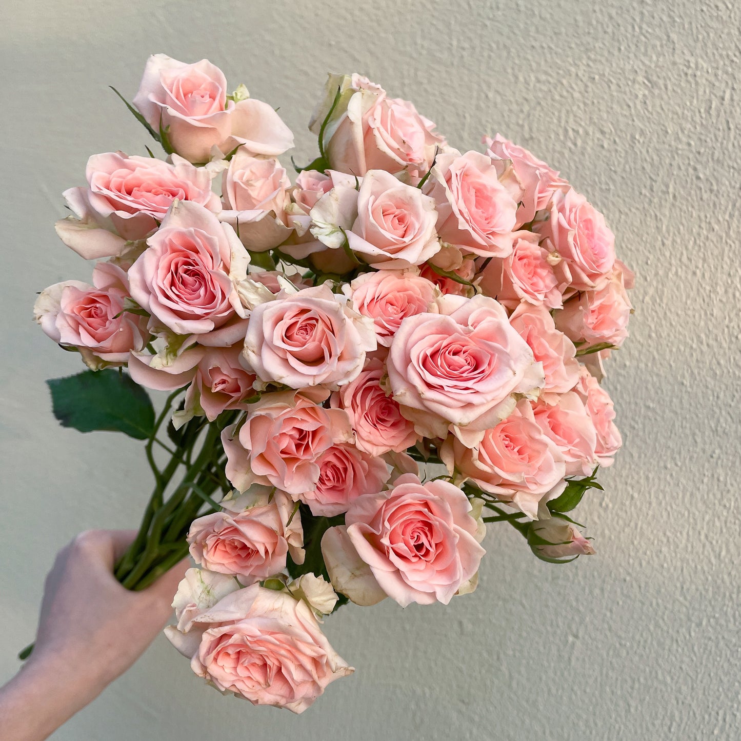 Bunch of 10 Pink Spray Roses