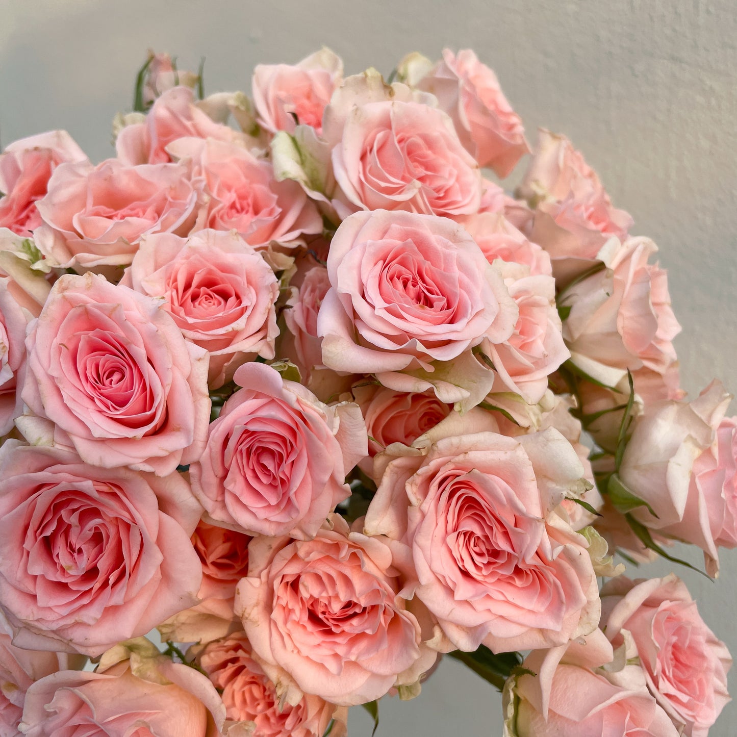 Bunch of 10 Pink Spray Roses