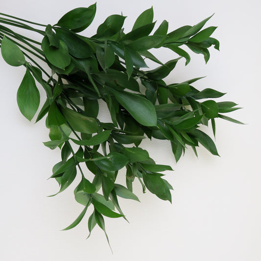 Bunch of 10 Single Ruscus