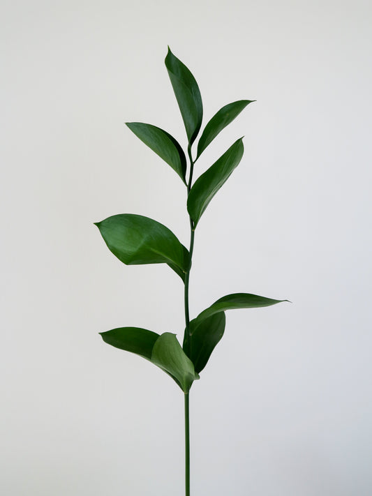 Bunch of 10 Single Ruscus