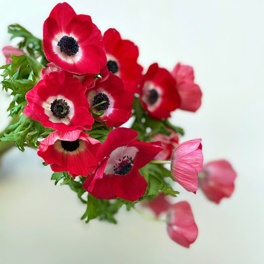 Bunch of 10 Red Anemone