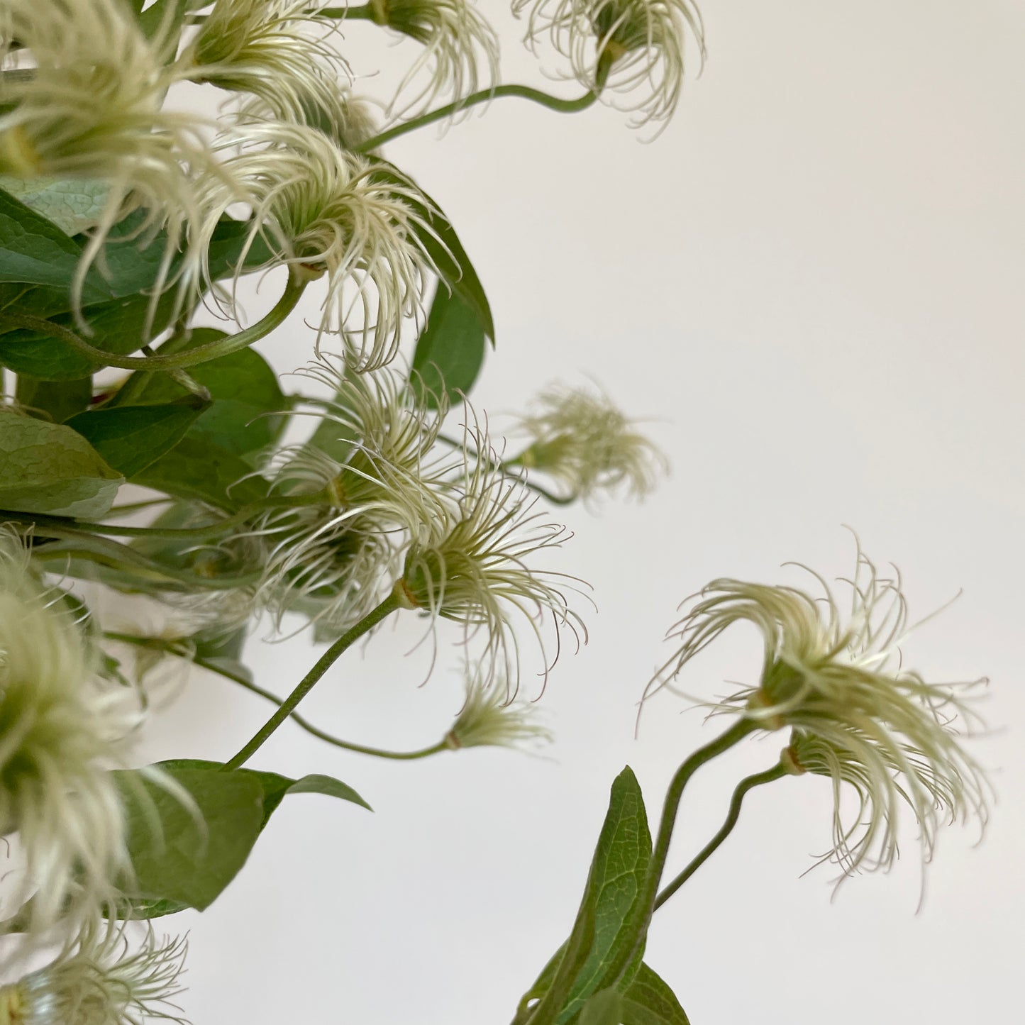 باقة من 10 ليمون