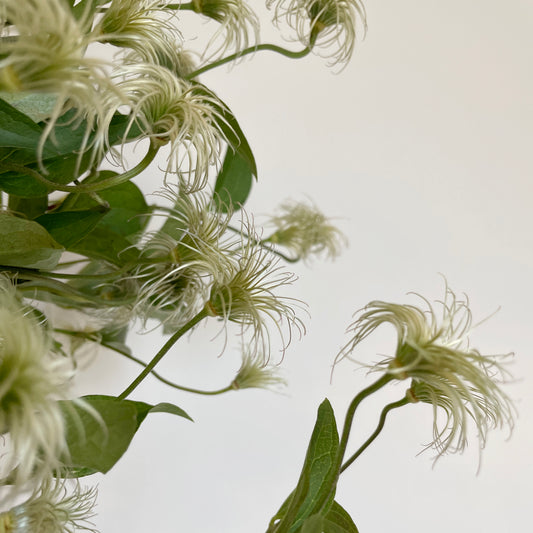 Bunch of 10 Clematis Kibo