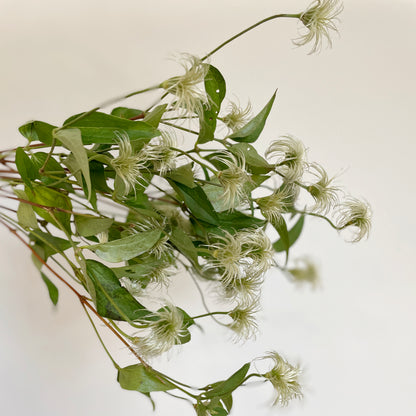 باقة من 10 ليمون