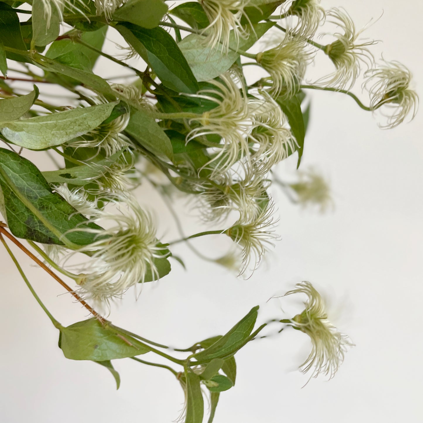 باقة من 10 ليمون