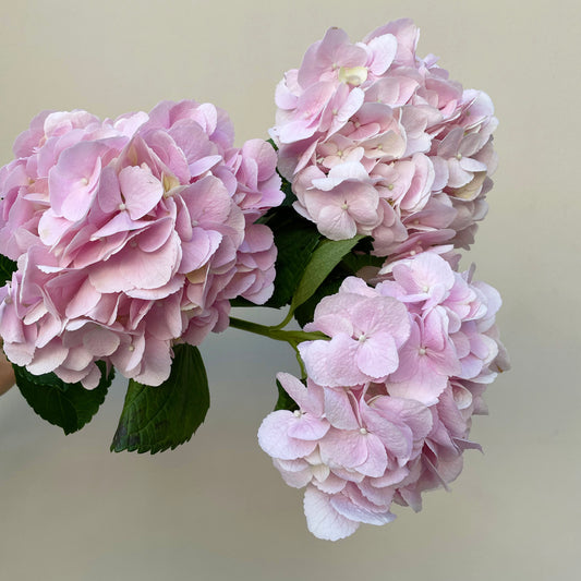 Bunch of 3 Pink Hydrangea