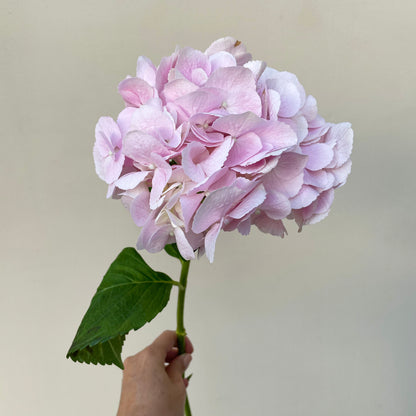 Bunch of 3 Pink Hydrangea