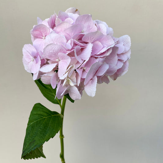 Bunch of 3 Pink Hydrangea
