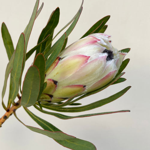 Bunch of 5 Protea White
