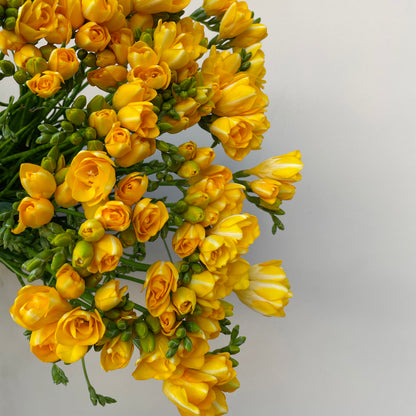 Bunch of 10 Freesia Yellow