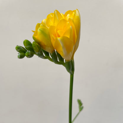 Bunch of 10 Freesia Yellow