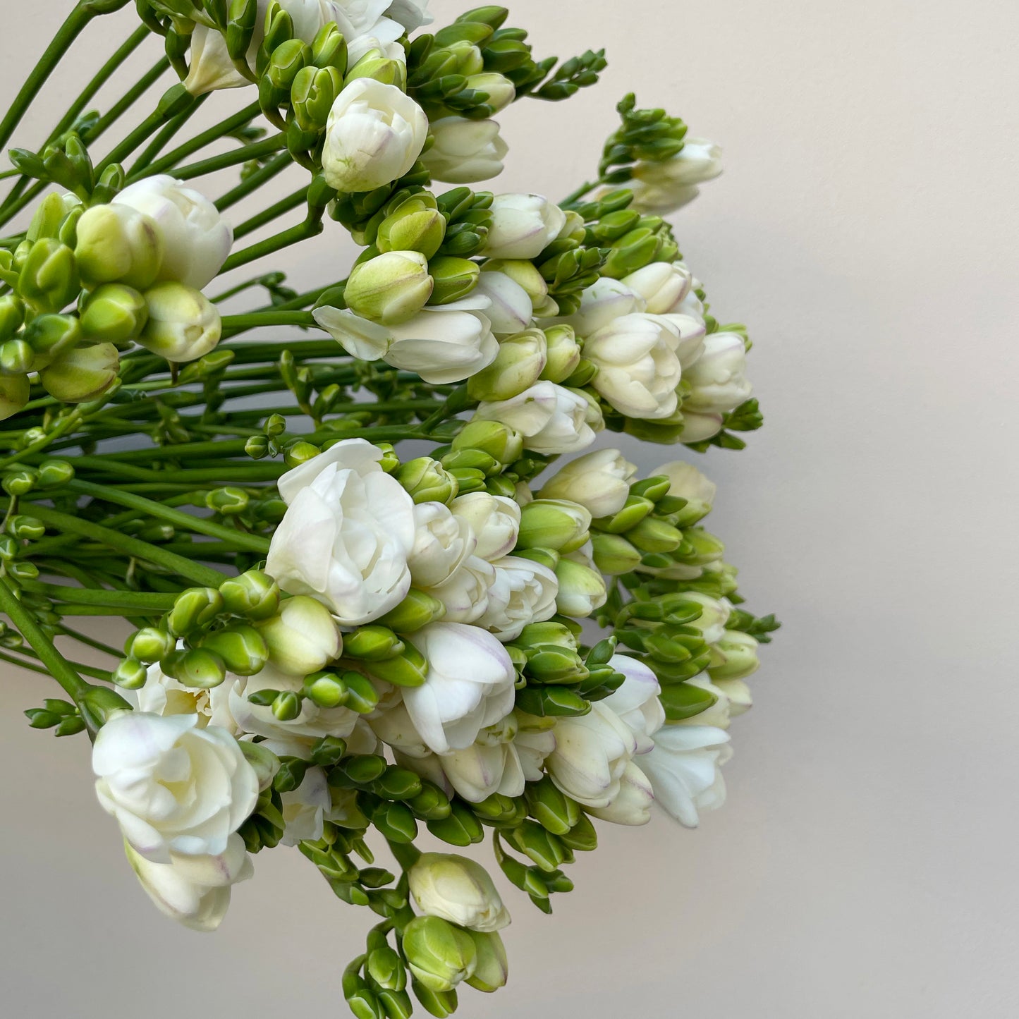 Bunch of 10 Freesia White