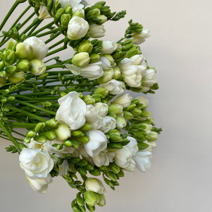 Bunch of 10 Freesia White