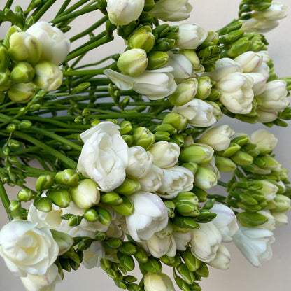 Bunch of 10 Freesia White