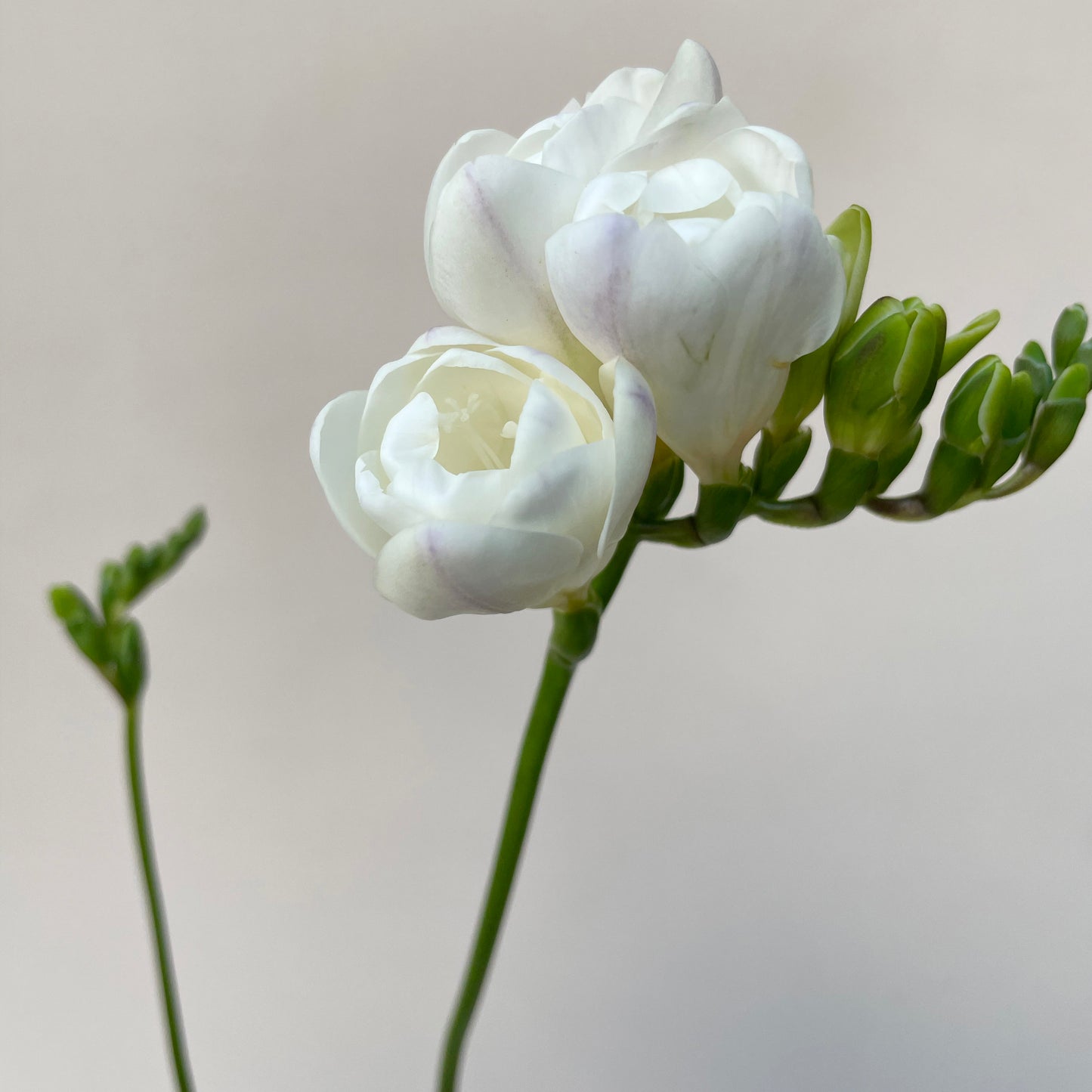 Bunch of 10 Freesia White