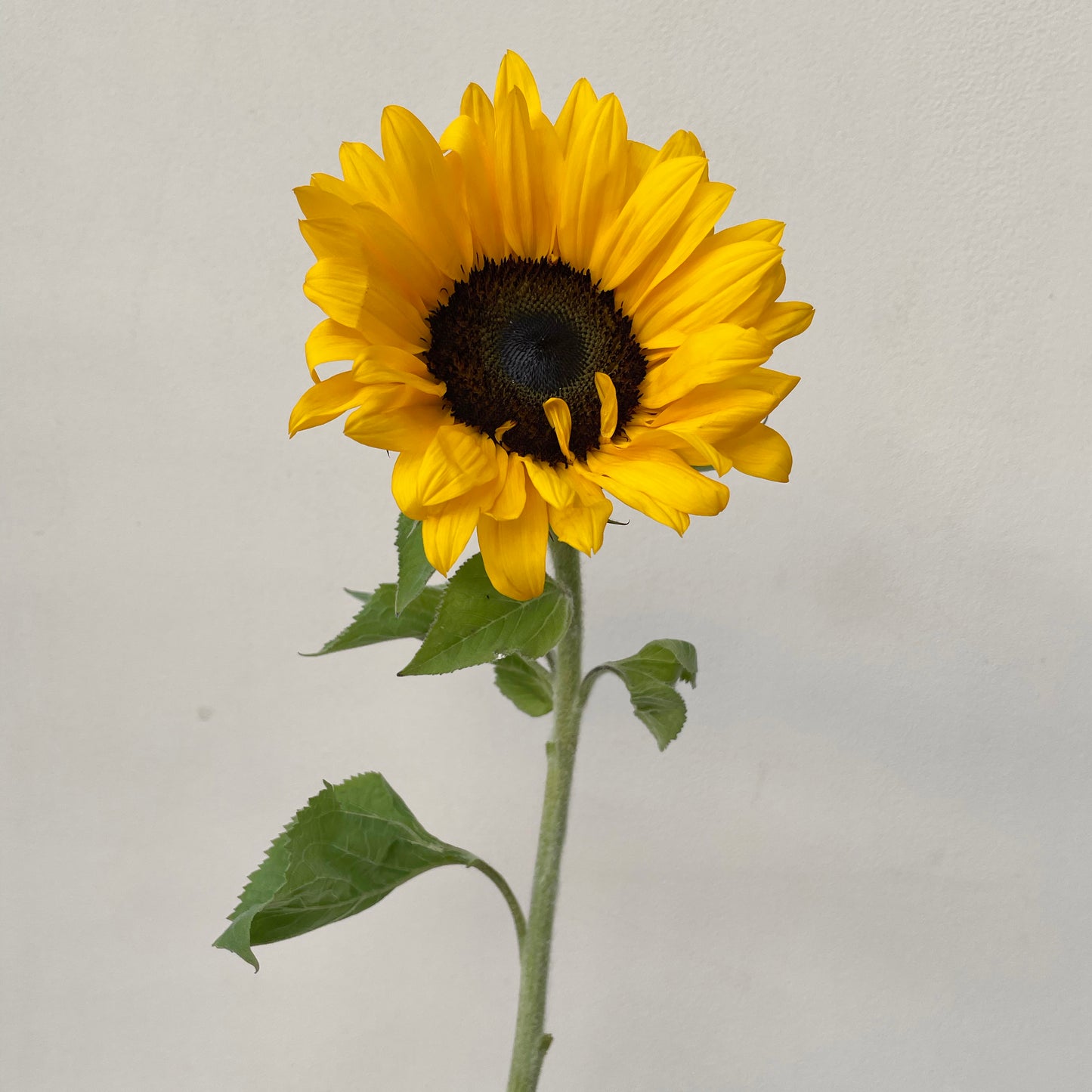 Bunch of 5 Sunflowers