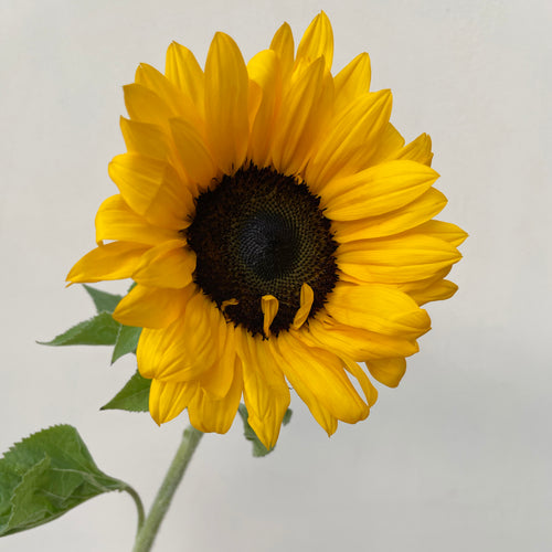 Bunch of 5 Sunflowers
