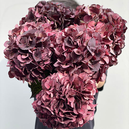 Bunch of 3 Burgandy Hydrangeas