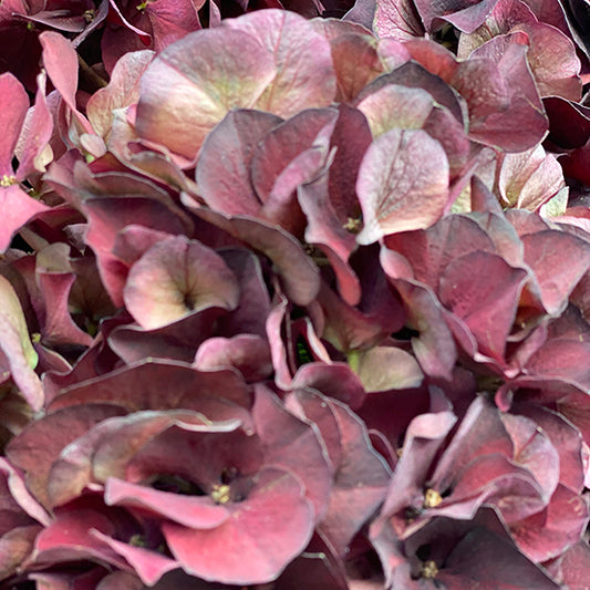Bunch of 3 Burgandy Hydrangeas