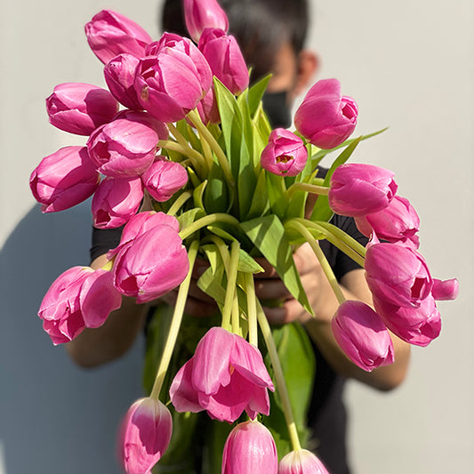 حفنة من 20 توليب